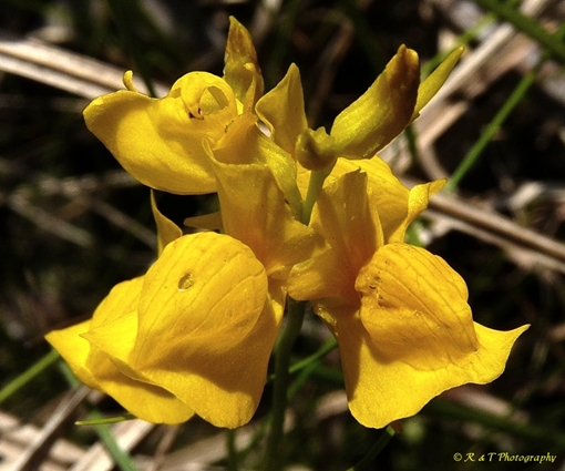 {Utricularia cornuta}